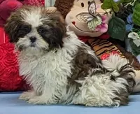 Ted, a male Shih Tzu for sale in Burns, KS – Photo 4 of 4