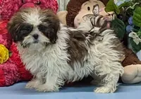 Ted, a male Shih Tzu for sale in Burns, KS – Photo 2 of 4