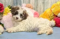 Flynn, a male Poodle - Miniature  and Havamalt for sale in Burns, KS – Photo 7 of 8