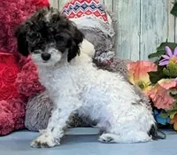 Vaden, a male Poodle - Miniature  for sale in Burns, KS – Photo 4 of 4