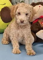 Devin, a male Poochon for sale in Burns, KS – Photo 3 of 5