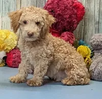 Devin, a male Poochon for sale in Burns, KS – Photo 5 of 5