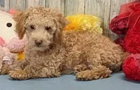 Devin, a male Poochon for sale in Burns, KS – Photo 2 of 5