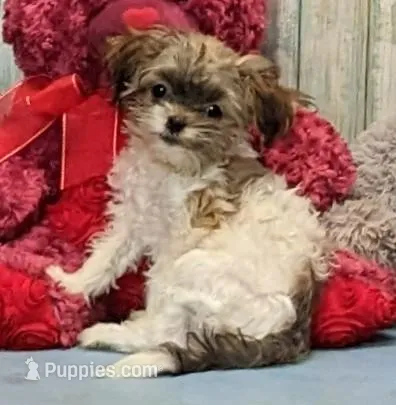 Teddy – Havanese puppy for sale in Burns, KS