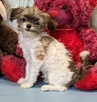 Teddy, a male Havanese for sale in Burns, KS – Photo 3 of 6