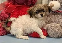 Teddy, a male Havanese for sale in Burns, KS – Photo 2 of 6