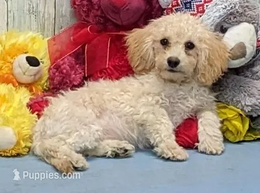Yozef – Poochon puppy for sale in Burns, KS