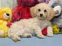 Yozef, a male Poochon for sale in Burns, KS – Photo 1 of 6