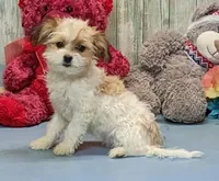 Talia, a female Havanese for sale in Burns, KS – Photo 4 of 5
