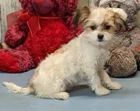 Talia, a female Havanese for sale in Burns, KS – Photo 5 of 5