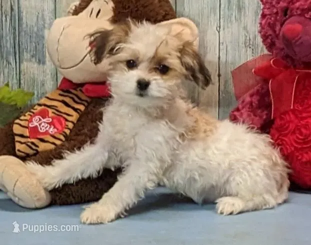 Talia – Havanese puppy for sale in Burns, KS