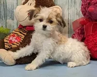 Talia, a female Havanese for sale in Burns, KS – Photo 1 of 5