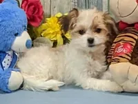 Talia, a female Havanese for sale in Burns, KS – Photo 2 of 5