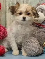 Talia, a female Havanese for sale in Burns, KS – Photo 3 of 5