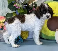 Vince, a male Poodle - Miniature  for sale in Burns, KS – Photo 6 of 7