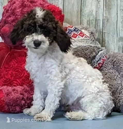Vince – Poodle - Miniature  puppy for sale in Burns, KS