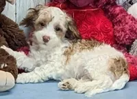 Fritz, a male Poodle - Miniature  and Havamalt for sale in Burns, KS – Photo 5 of 6