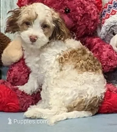 Fritz – Poodle - Miniature , Havamalt puppy for sale in Burns, KS