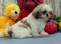 Bob, a male Shih Tzu for sale in Burns, KS – Photo 3 of 4