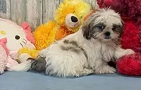 Bob, a male Shih Tzu for sale in Burns, KS – Photo 1 of 4