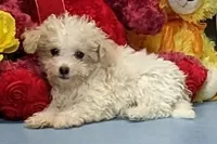 Davie, a male Poochon for sale in Burns, KS – Photo 2 of 6