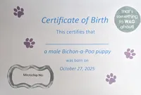 Davie, a male Poochon for sale in Burns, KS – Photo 6 of 6