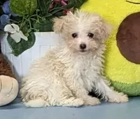 Davie, a male Poochon for sale in Burns, KS – Photo 1 of 6