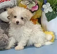 Davie, a male Poochon for sale in Burns, KS – Photo 4 of 6