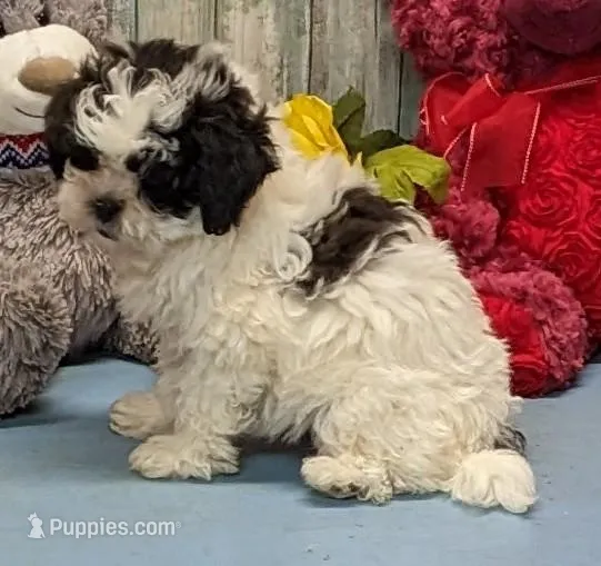 Hilda – Shichon puppy for sale in Burns, KS