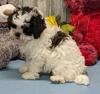 Hilda, a female Shichon for sale in Burns, KS – Photo 1 of 6