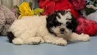 Hilda, a female Shichon for sale in Burns, KS – Photo 2 of 6