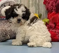 Hilda, a female Shichon for sale in Burns, KS – Photo 5 of 6