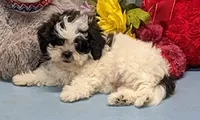Hilda, a female Shichon for sale in Burns, KS – Photo 3 of 6