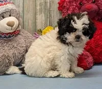 Hilda, a female Shichon for sale in Burns, KS – Photo 4 of 6