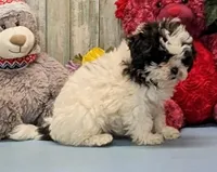 Hilda, a female Shichon for sale in Burns, KS – Photo 6 of 6