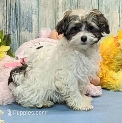 Flora – Poodle - Miniature , Havamalt puppy for sale in Burns, KS