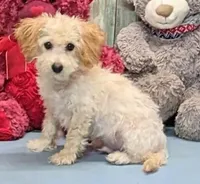 Yoshi, a male Poochon for sale in Burns, KS – Photo 1 of 4
