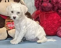 Tammy, a female Havanese for sale in Burns, KS – Photo 4 of 4