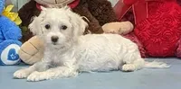 Tammy, a female Havanese for sale in Burns, KS – Photo 2 of 4