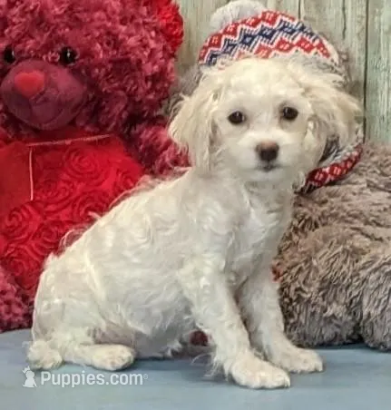 Tammy – Havanese puppy for sale in Burns, KS