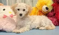 Yazlynn, a female Poochon for sale in Burns, KS – Photo 1 of 4
