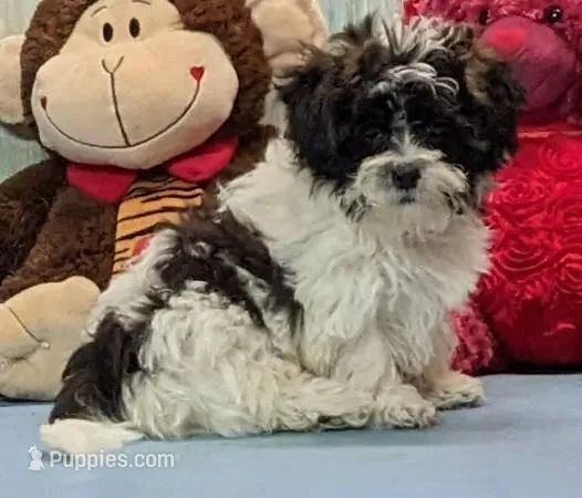 Harry – Shichon puppy for sale in Burns, KS
