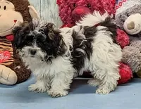 Harry, a male Shichon for sale in Burns, KS – Photo 4 of 7