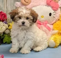 Harley, a male Shichon for sale in Burns, KS – Photo 6 of 7