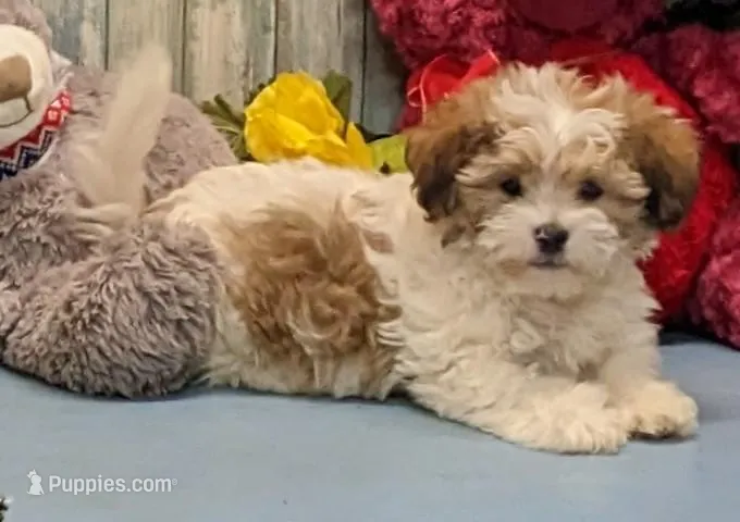 Harley – Shichon puppy for sale in Burns, KS