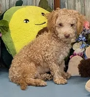 Devin, a male Poochon for sale in Burns, KS – Photo 2 of 5