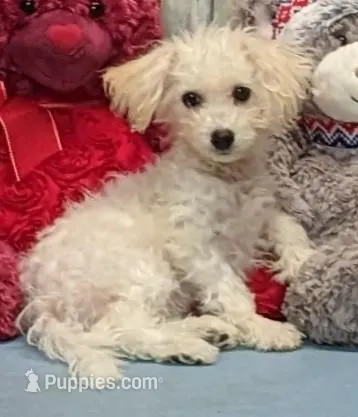 Yohana – Poochon puppy for sale in Burns, KS