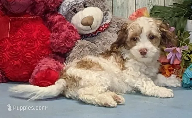 Fritz – Poodle - Miniature , Havamalt puppy for sale in Burns, KS