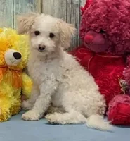 Davy, a male Poochon for sale in Burns, KS – Photo 4 of 5