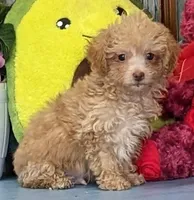 Delton, a male Poochon for sale in Burns, KS – Photo 3 of 6
